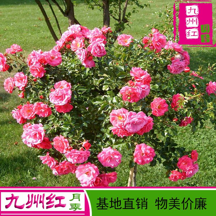 4公分树状月季树价格基地直销欢迎订购