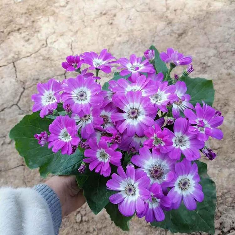 常年出售瓜叶菊 瓜叶菊种植基地 预购从速