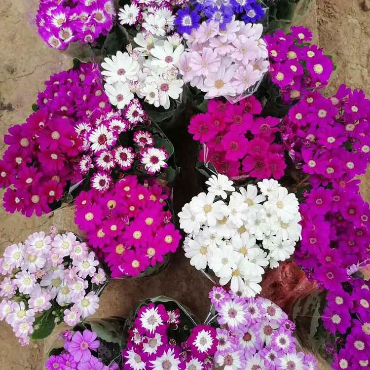 大量供应瓜叶菊 瓜叶菊种植基地 质优价廉