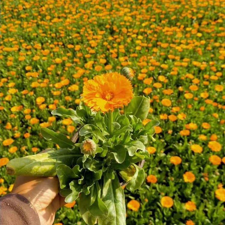 常年供应金盏菊 金盏菊小苗 详情电询