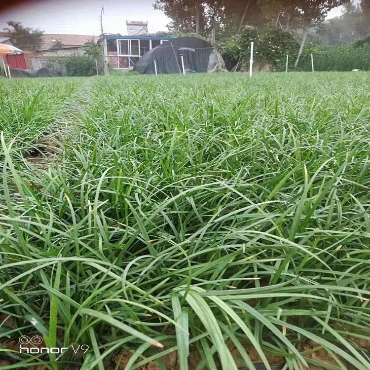 麦冬杯苗供应 绿化用常绿草本植物-麦冬-畅达花卉基地供应
