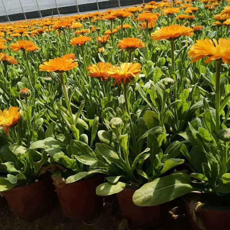 基地批发金盏菊 金盏菊批发商 量大从优