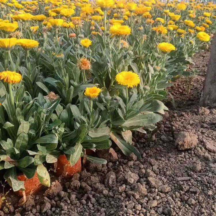 基地批发金盏菊 金盏菊批发商 电话询价