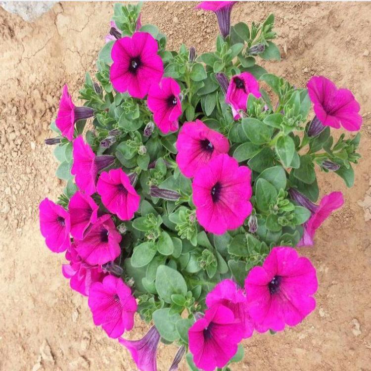 垂钓牵牛种植基地 垂钓牵牛花苗苗圃直销