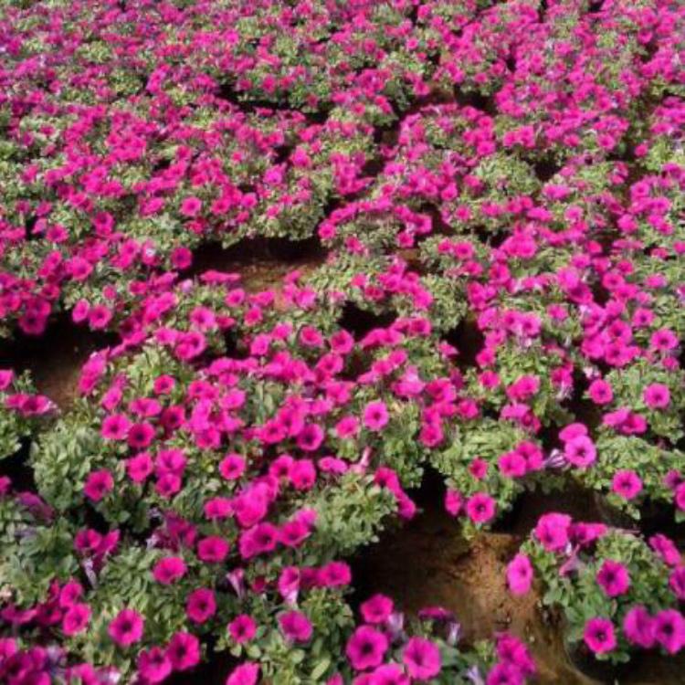 垂钓牵牛种植基地 垂钓牵牛苗基地出售