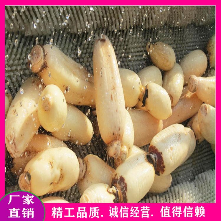 厂家直销海蛎子牡蛎生蚝毛辊清洗机 不锈钢滚动式高压喷淋清洗设备 大枣去杂清洗机