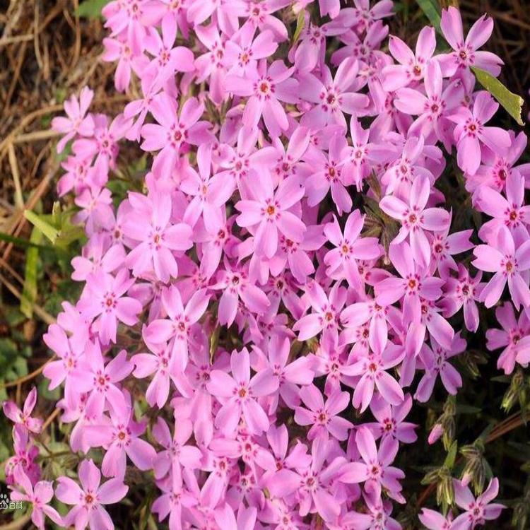 丛生福禄考报价 质优价廉 观花芝樱