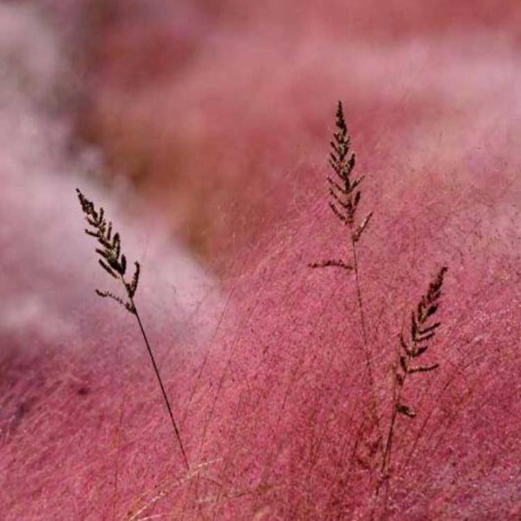 量大优惠 多年生暖季型草本 粉黛乱子草基地