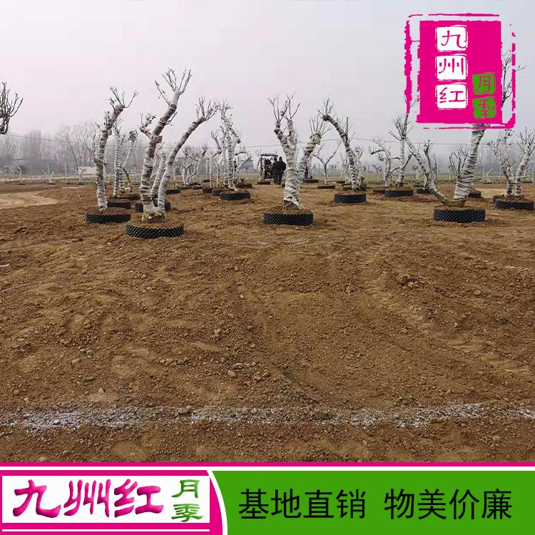 月季盆景批发哪里有树状月季盆景批发盆景月季批发月季盆景价格大型盆景月季