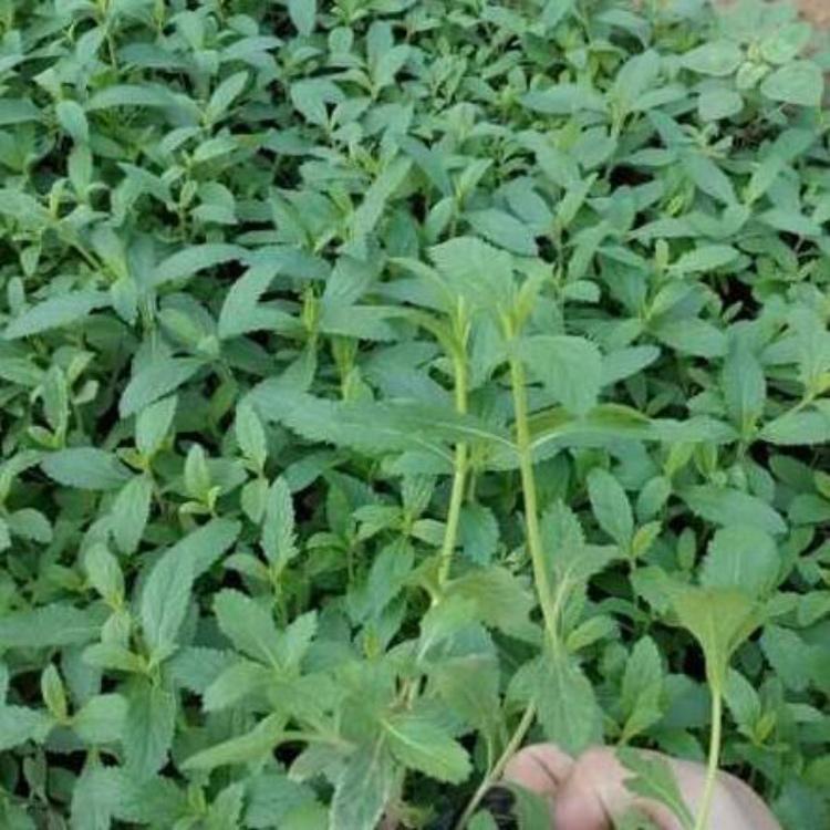 马鞭草培育基地 马鞭草批发 马鞭草杯苗
