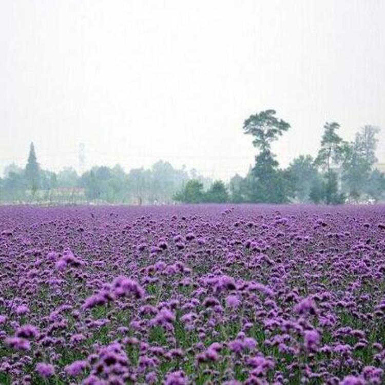 马鞭草供应商 马鞭草种植基地 马鞭草苗