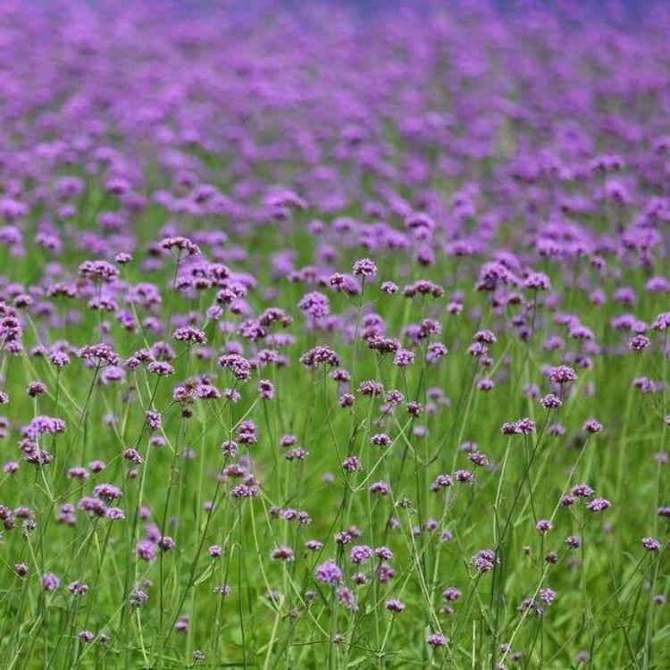 马鞭草苗圃直供 马鞭草价格 观花马鞭草