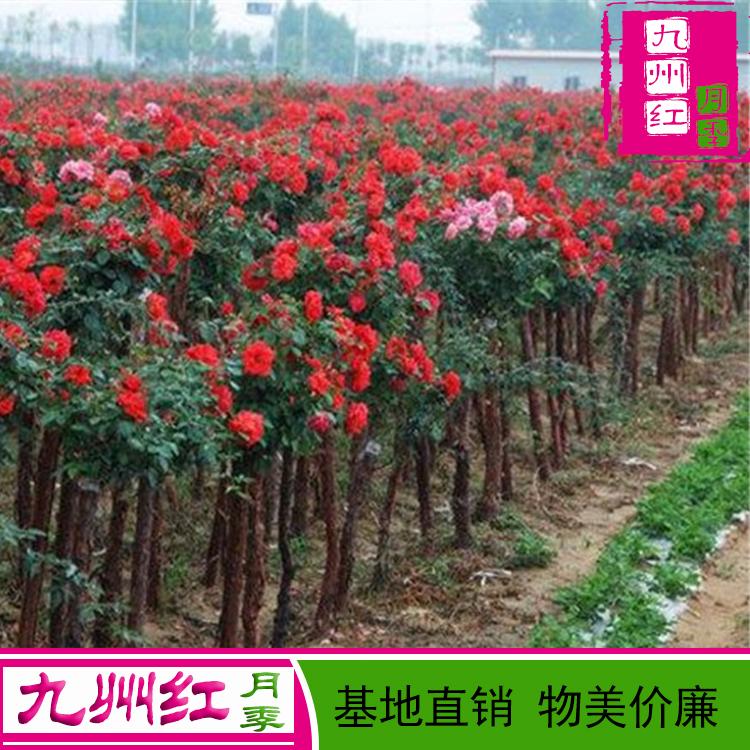 公分月季树-树状月季树