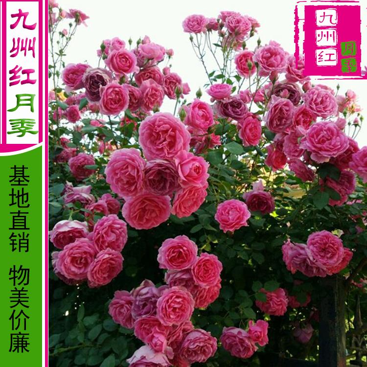 藤本月季苗批发 藤蔓月季 欧月大丰花月季基地直销