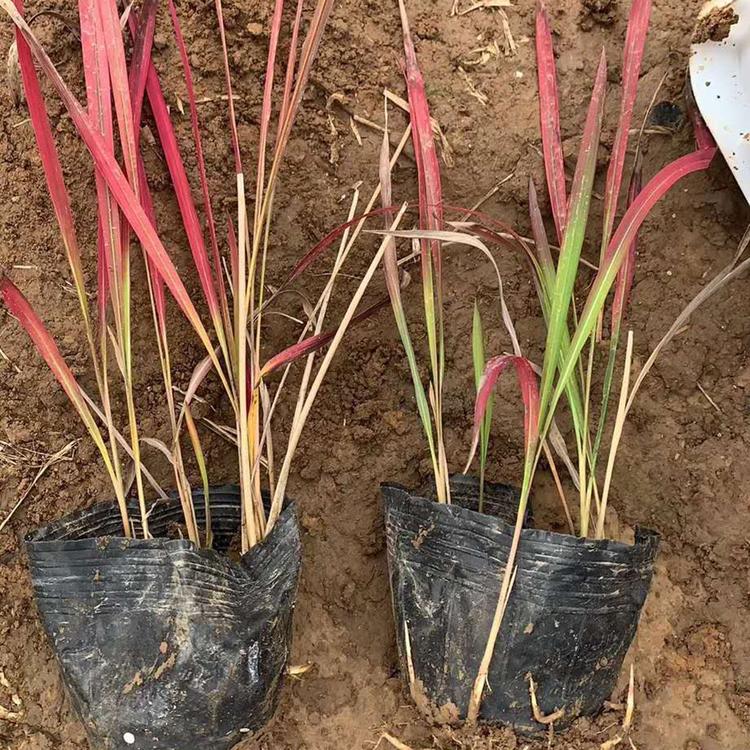 日本血草 血草 基地直售