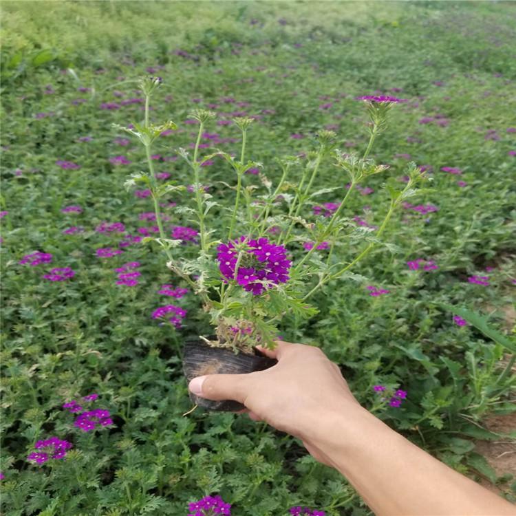 细叶美女樱小苗价格批发 大量出售