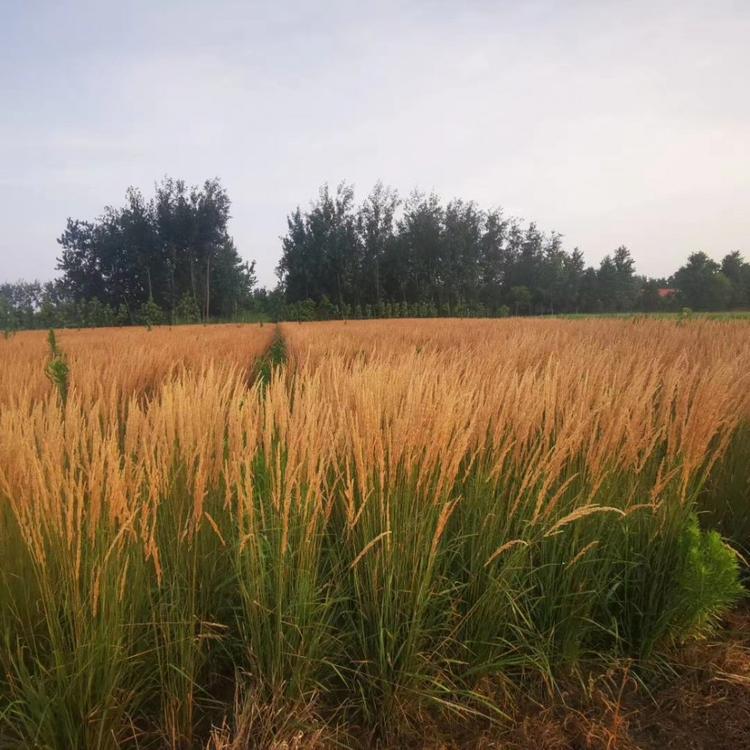 卡尔拂子茅价格 江瑞花木产地直销 拂子茅供应