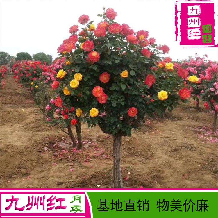 月季批发-月季价格-月季盆栽月季-月季基地-南阳月季-月季花批发价-盆栽月季树价格-树桩月季-树状月季-月季树