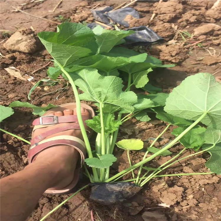 蜀葵供应 盆栽蜀葵价格 山东蜀葵种植基地 江瑞园艺厂家直供