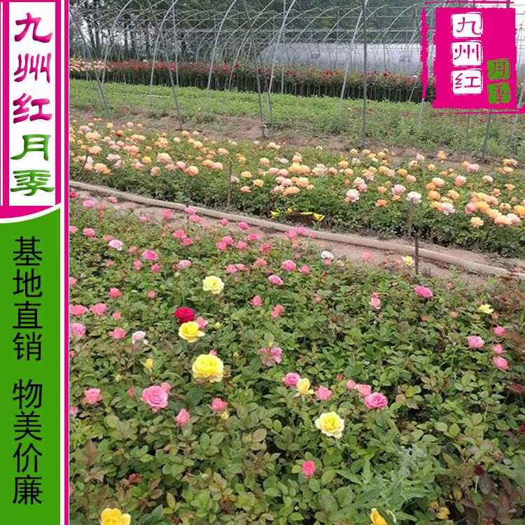 月季花苗批发-月季苗价格-月季盆栽月季-月季基地-南阳月季-月季花批发价-盆栽月季树价格-地被月季