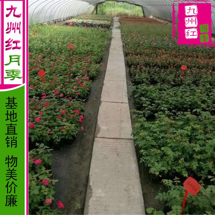 月季批发-月季价格-月季苗批发-月季基地-南阳月季-月季花批发价-盆栽月季树价格-地被月季