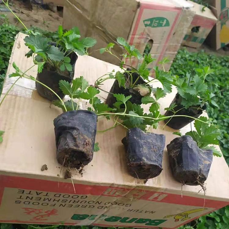 三叶委陵菜 山东三叶委陵菜价格 三叶委陵菜供应 江瑞园艺一手货源