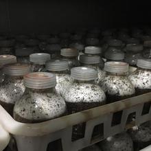 定制平菇使馆平菇食用菌栽培种  平菇母钟种植