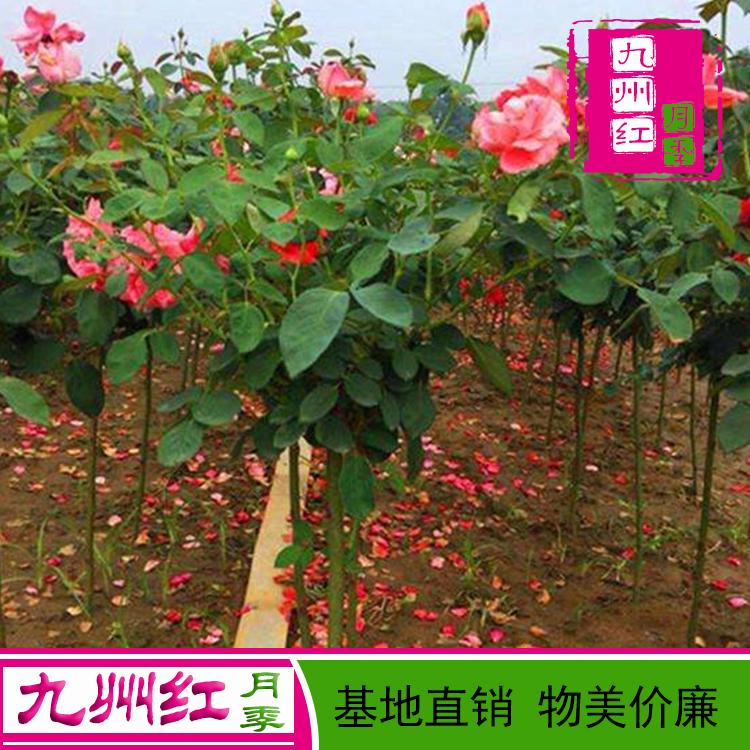 南阳月季树批发基地 直销树状月季 月季树花苗 月季树厂家直销