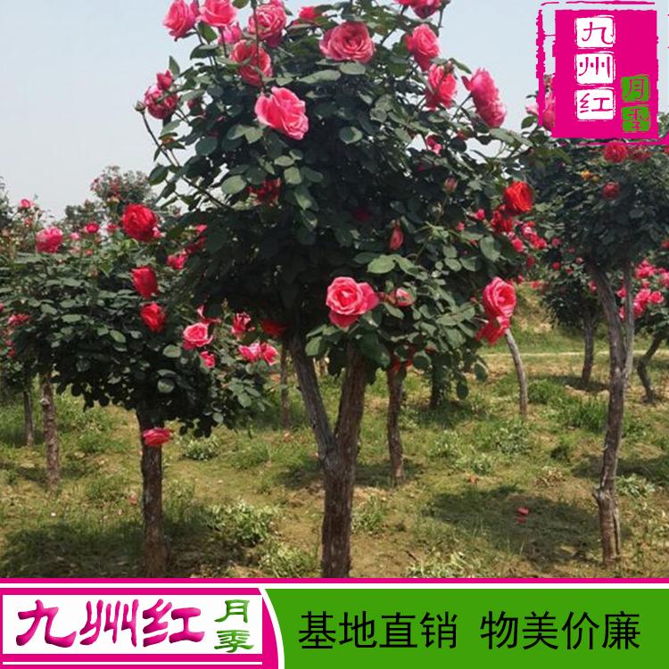 月季批发价格-月季批发-月季价格-月季批发基地-月季树
