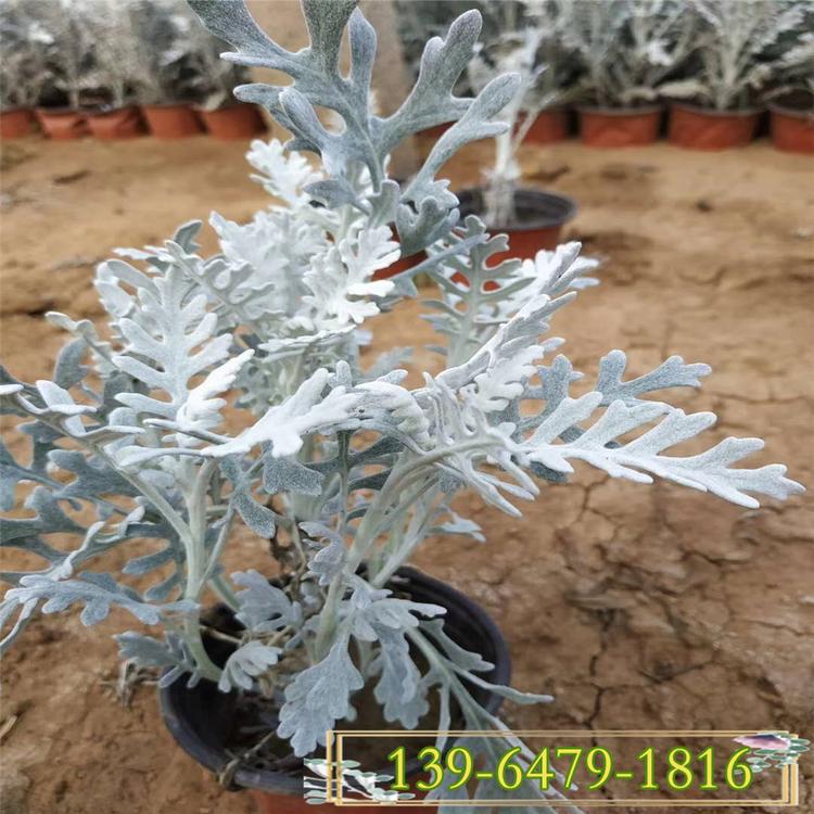 银叶菊 大量供应优质草花银叶菊苗 园林绿化工程苗