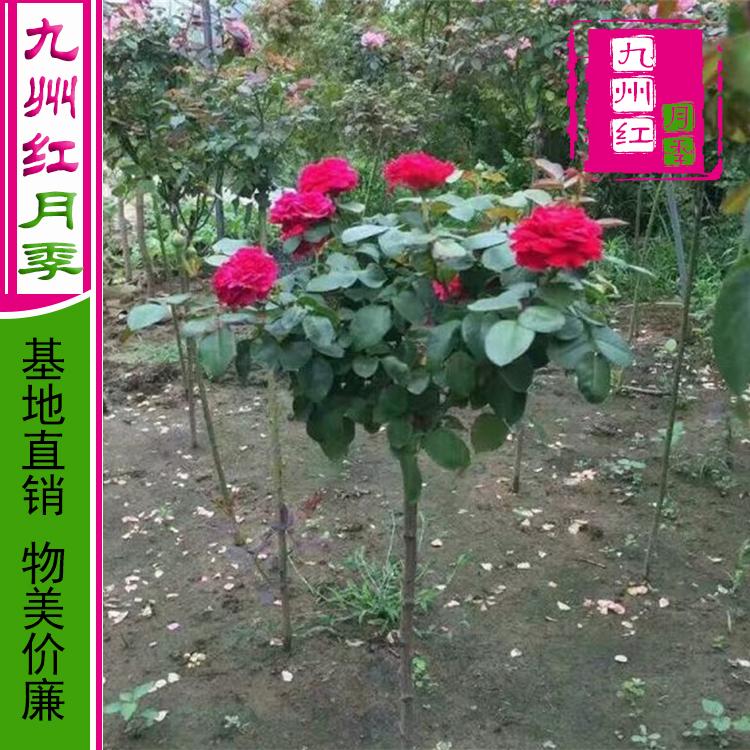 月季批发价格-月季批发-月季价格-月季基地-月季苗-月季树