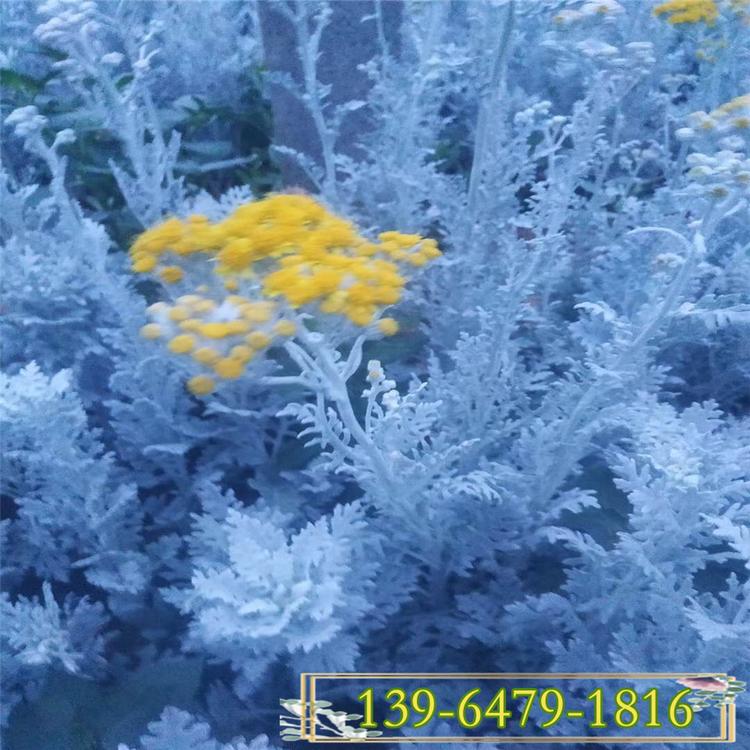 银叶菊种子 银白色的叶片观叶植物 银叶菊花镜镶边花卉