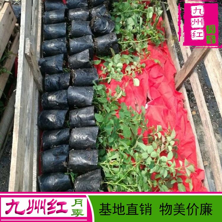 月季苗批发-月季价格-月季基地-南阳月季-月季花批发价-盆栽月季树价格-小苗月季小苗