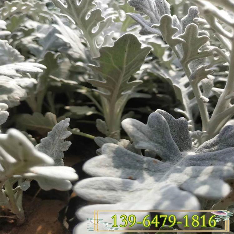 银叶菊盆栽苗 雪叶菊 质量好的银叶菊小苗基地直销