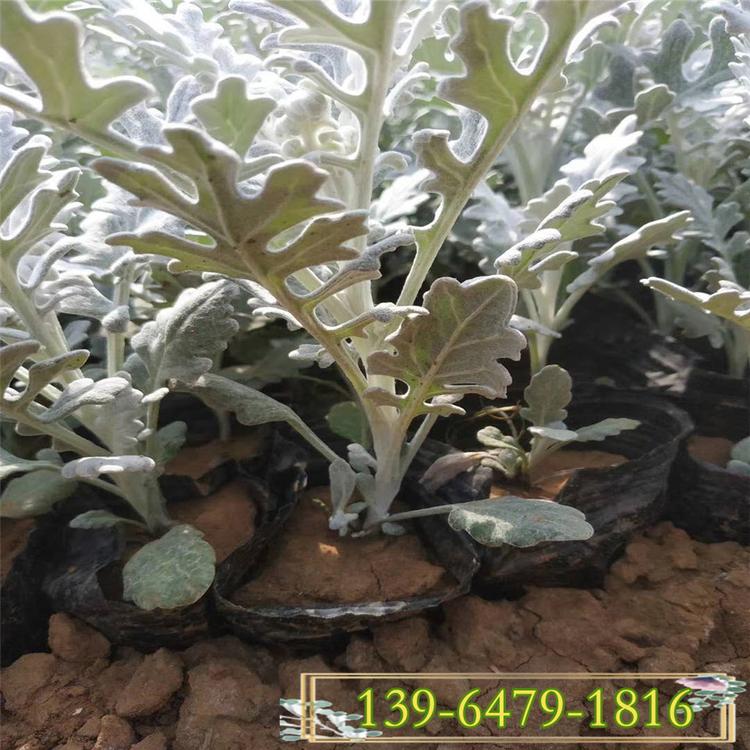 质量好的银叶菊种苗 地被宿根植物 青州花卉基地银叶菊价格