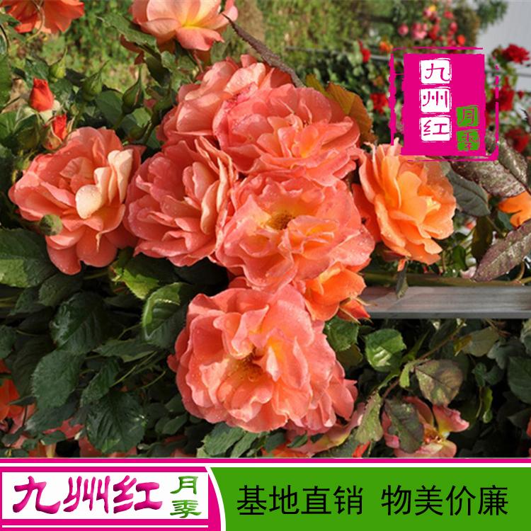 基地大量批发 月季批发 九州红万亩月季基地