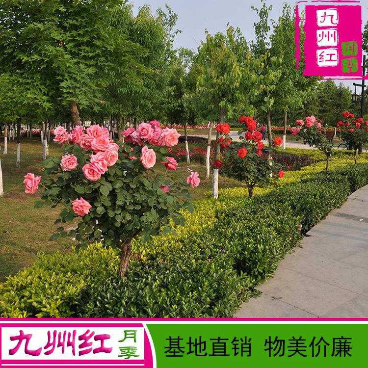月季树 3公分树形状月季树 月季树批发 树状月季批发 九州红月季 月季树基地