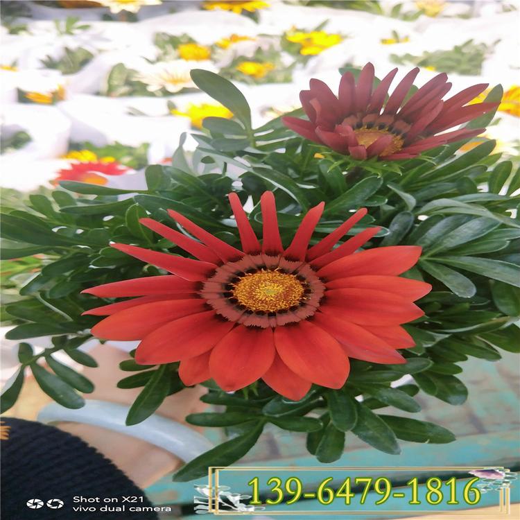 青州勋章菊价格 大量批发质优价廉 勋章菊带花盆发货