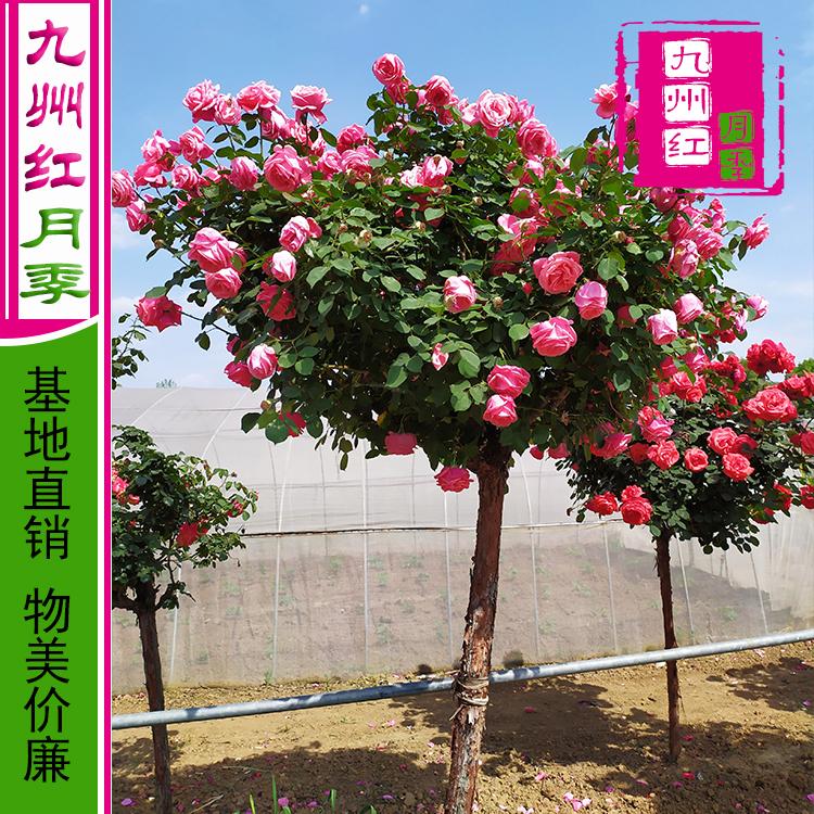 河南基地直销树形状月季树价格 月季树 月季品种