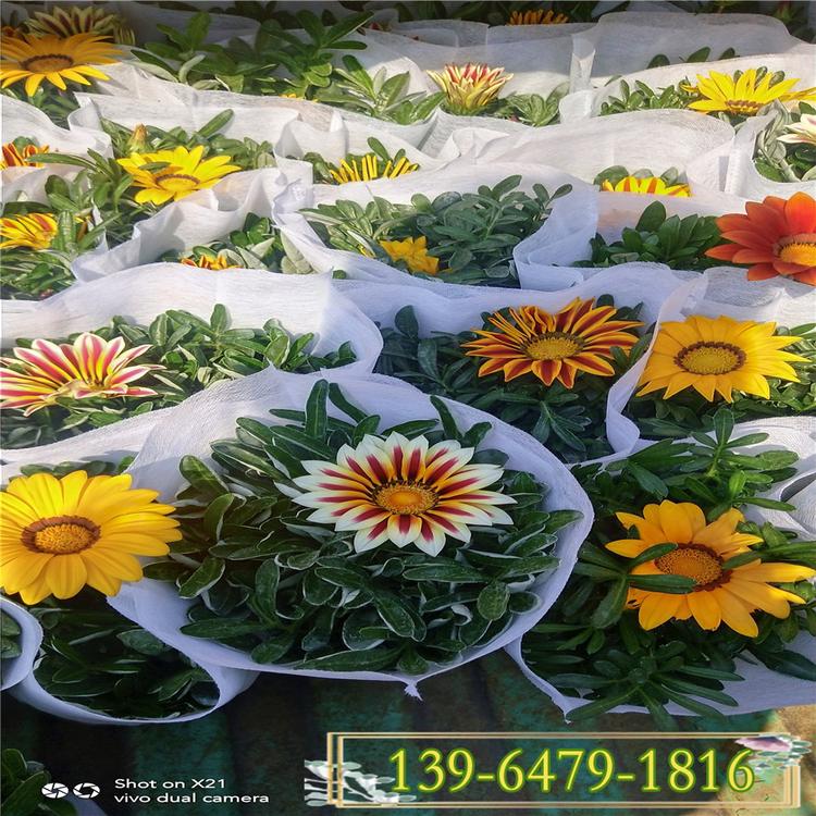 观赏勋章菊盆栽小苗 多年生矮种开花勋章菊种子 山东彩诺
