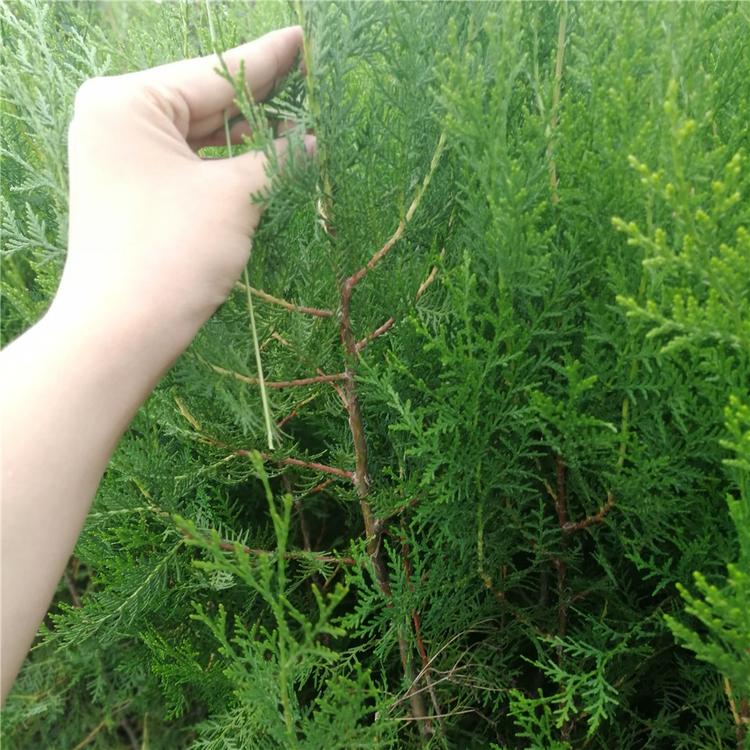 侧柏价格 一手货源 苗圃现挖