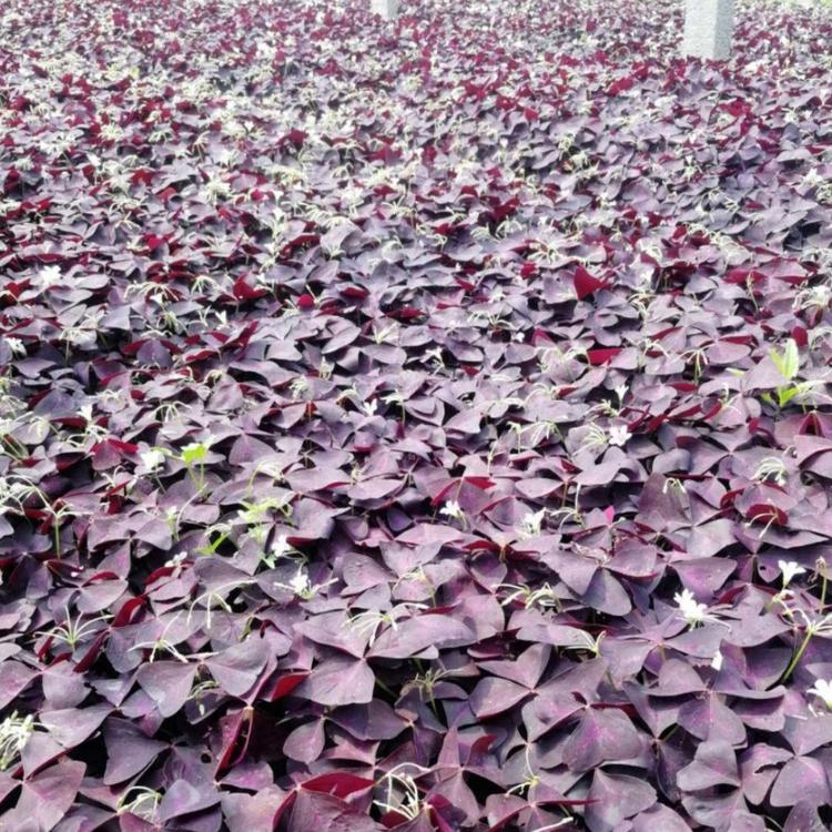 小涵花卉 榨浆草  紫叶醡浆草