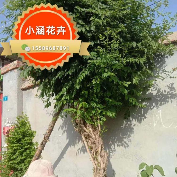 凌霄 庭院爬藤植物 小涵花卉