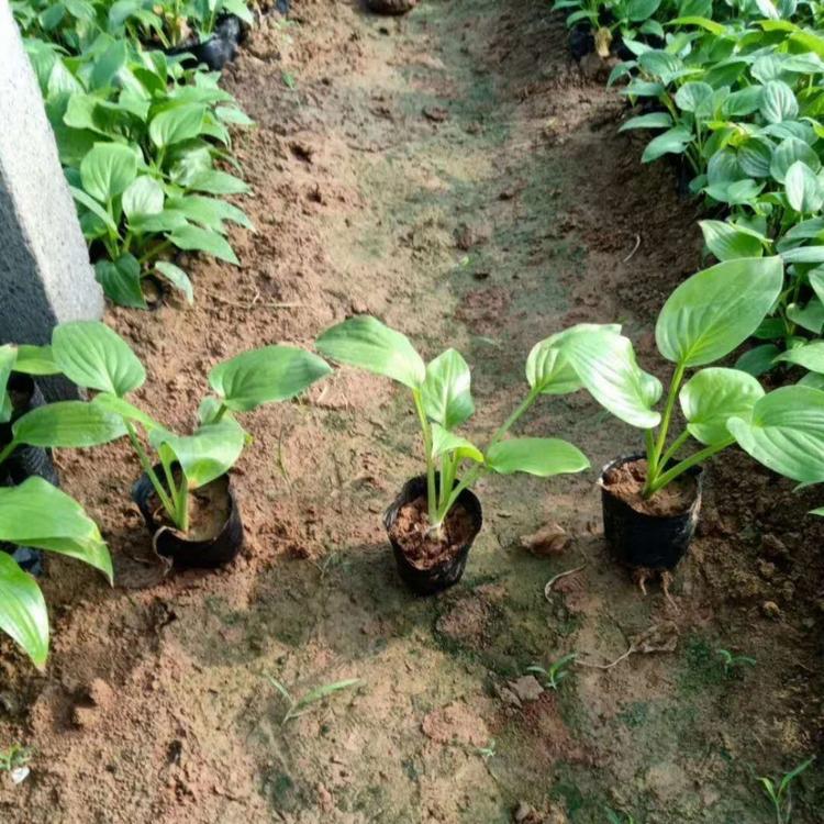 白玉簪 白花玉簪价格 小涵花卉 青州草花