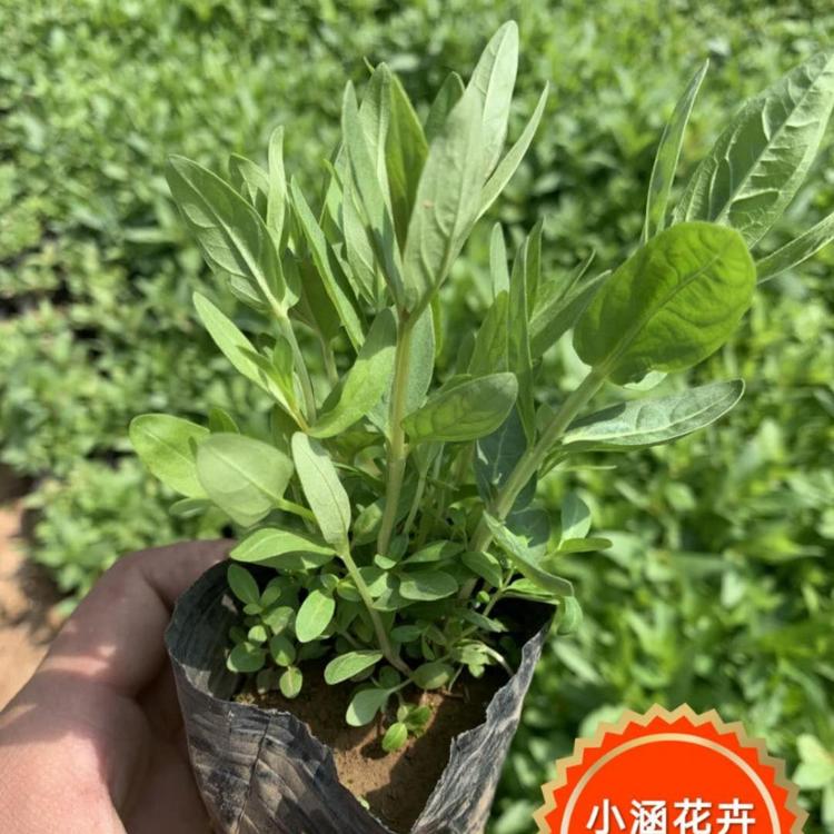 千屈菜  优质千屈菜 小涵花卉 千屈菜价格
