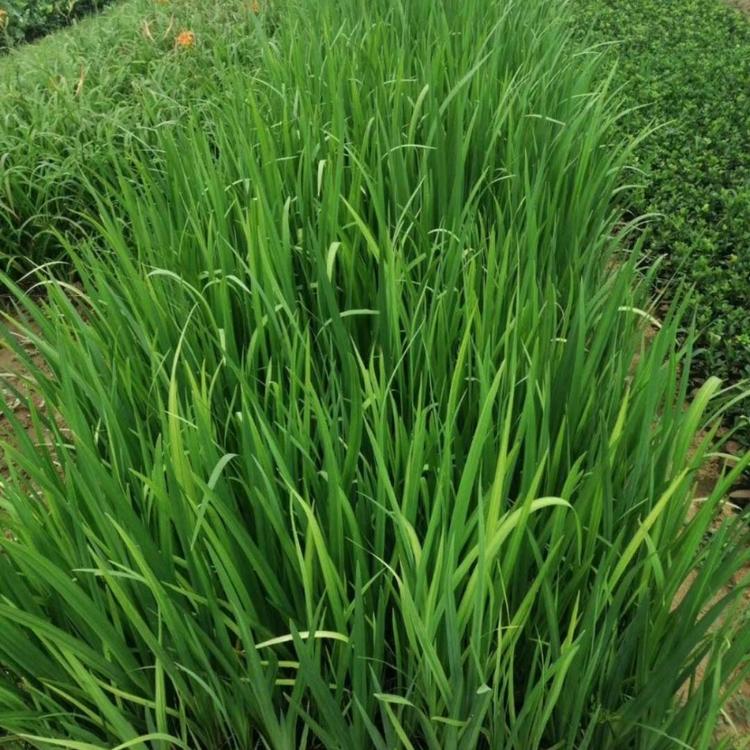 水生鸢尾  优质菖蒲报价 水生植物 小涵花卉  青州草花