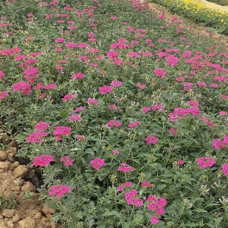 基地供应美女樱 美女樱价格  小涵花卉  青州草花