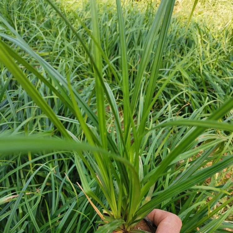崂峪苔草 小涵花卉 青州草花