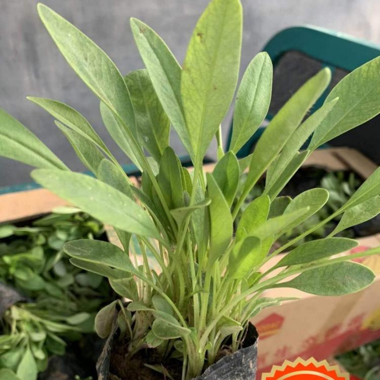 优质金鸡菊 金鸡菊  小涵花卉  青州草花