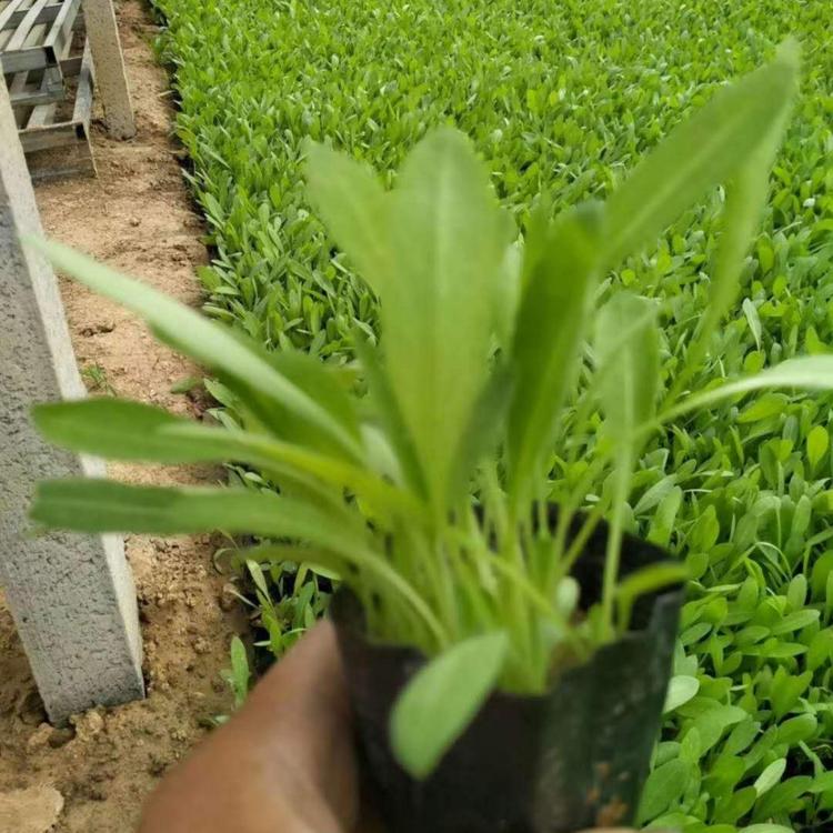 金鸡菊  小涵花卉